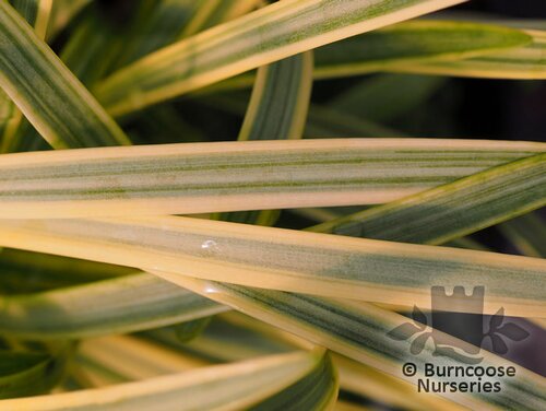 AGAPANTHUS 'Golden Drop'  