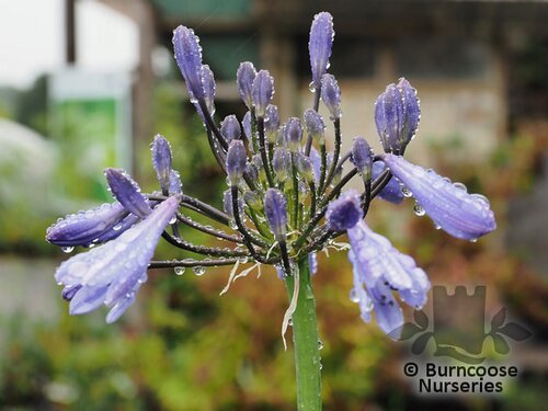 AGAPANTHUS 'Graphite Blue'  