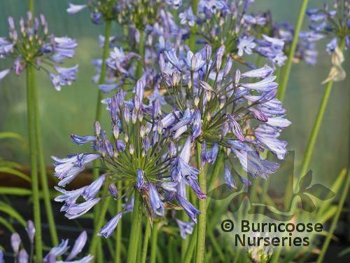 AGAPANTHUS 'Graphite Blue'  