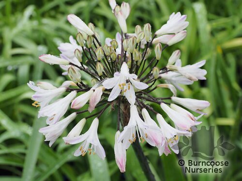 AGAPANTHUS 'Graphite White'  