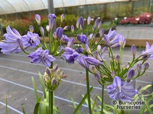 AGAPANTHUS 'Jacaranda'  