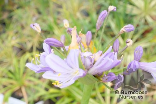 AGAPANTHUS 'Megan's Mauve'  