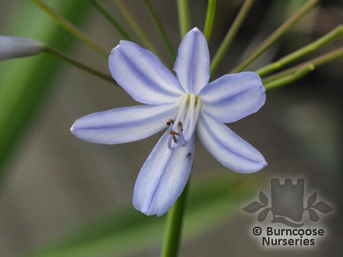 AGAPANTHUS 'Peter Pan'  