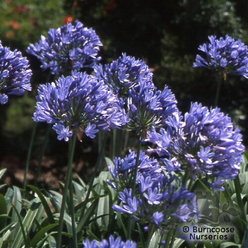 AGAPANTHUS 'Purple Cloud'  