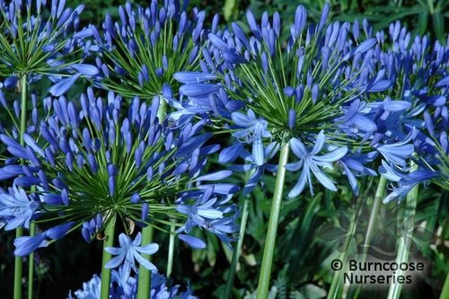 AGAPANTHUS campanulatus 'Rosewarne' 