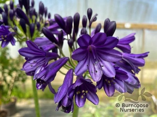 AGAPANTHUS 'Royal Velvet'  