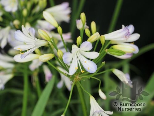 AGAPANTHUS 'Silver Baby'  