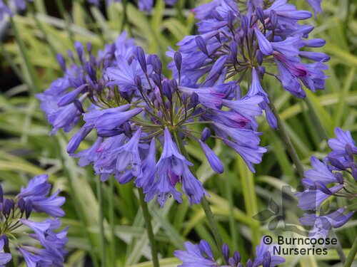 AGAPANTHUS 'Silver Moon'  