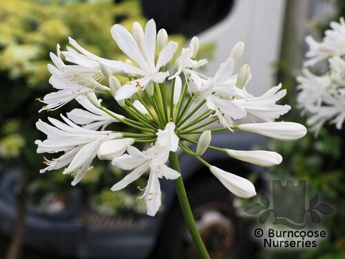 AGAPANTHUS 'Snow Cloud'  