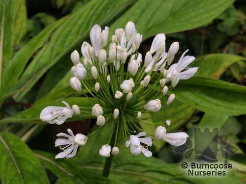 AGAPANTHUS 'Snowball'  