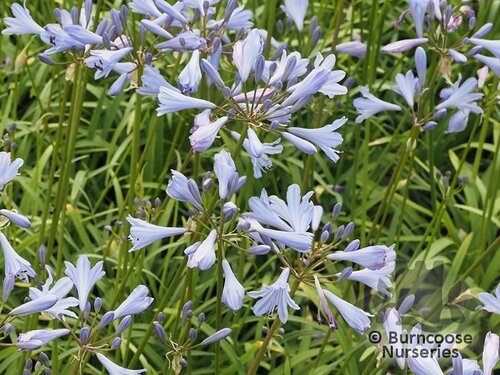 AGAPANTHUS 'Streamline'  
