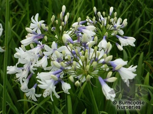 AGAPANTHUS africanus 'Twister' 