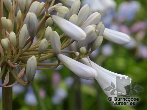 AGAPANTHUS   