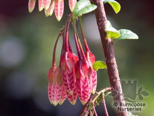 AGAPETES 'Ludgvan Cross'  