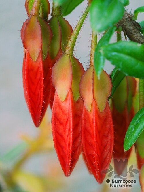 AGAPETES   