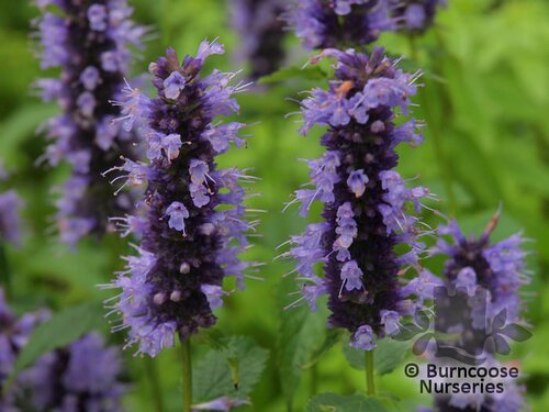 AGASTACHE 'Blackadder'  