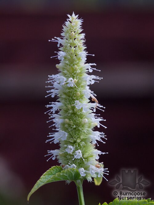 AGASTACHE foeniculum 'Alabaster' 