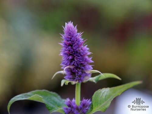 AGASTACHE   