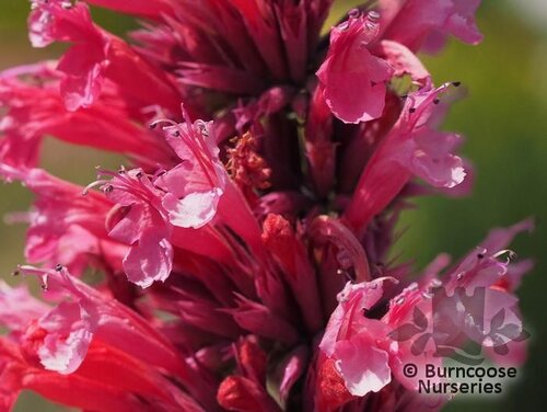 AGASTACHE mexicana 'Red Fortune' 