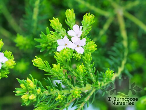 AGATHOSMA capensis  