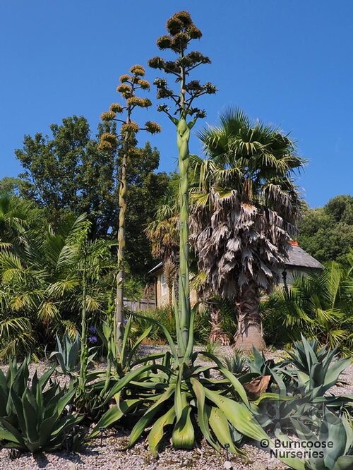 AGAVE americana  