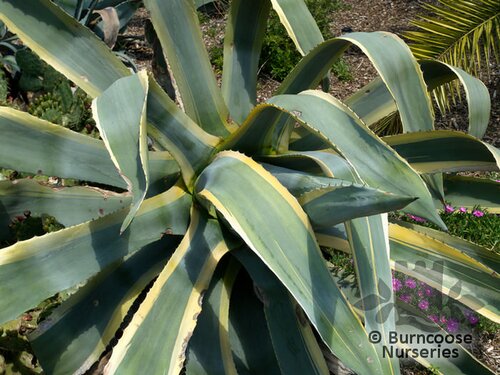 AGAVE americana 'Variegata' 