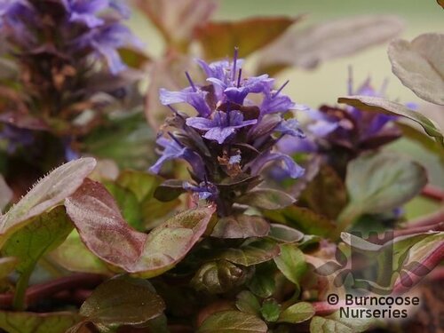 AJUGA reptans 'Black Scallop' 