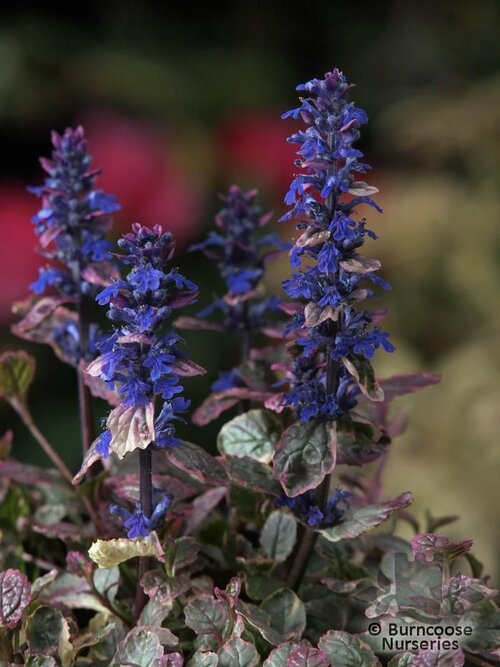 AJUGA reptans 'Burgundy Glow' 