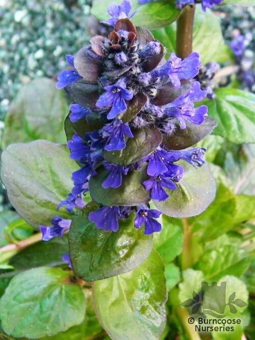 AJUGA   