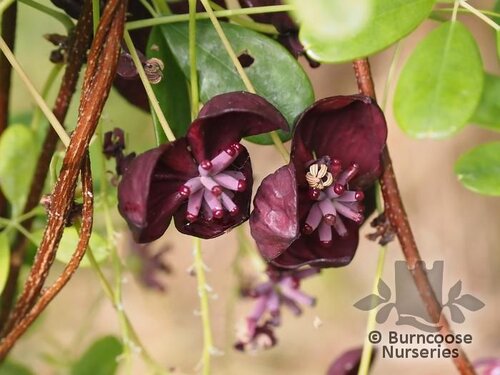 AKEBIA longeracemosa  