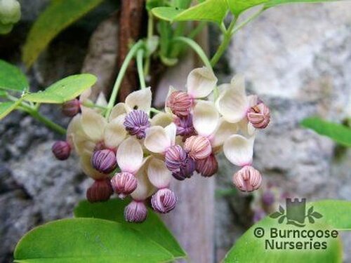 AKEBIA quinata 'Alba' 