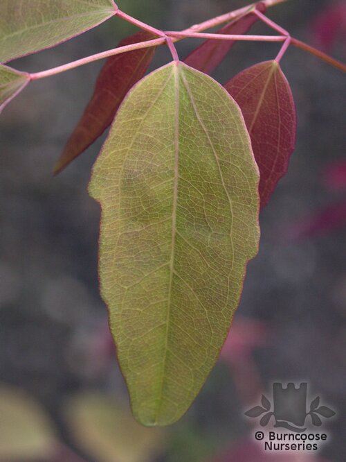 AKEBIA trifoliata  