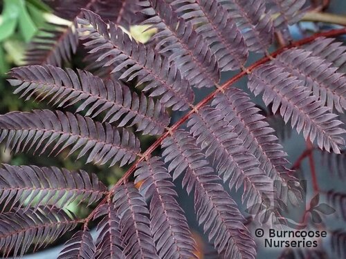 ALBIZIA julibrissin 'Chocolate Fountain' 