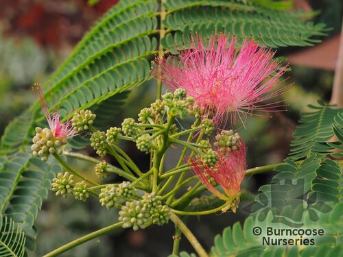 ALBIZIA julibrissin 'Ombrella' 
