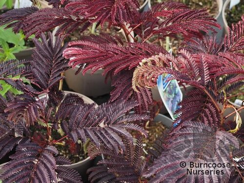 ALBIZIA julibrissin 'Summer Chocolate' 
