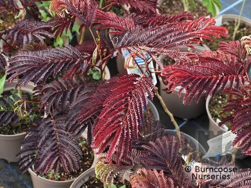 Albizia from Burncoose Nurseries