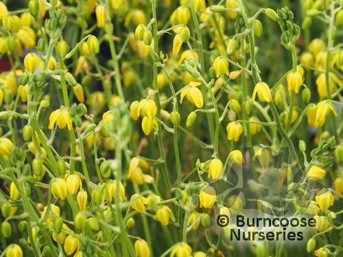 ALBUCA   