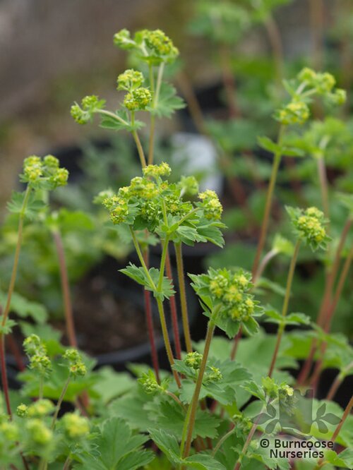 ALCHEMILLA erythropoda  