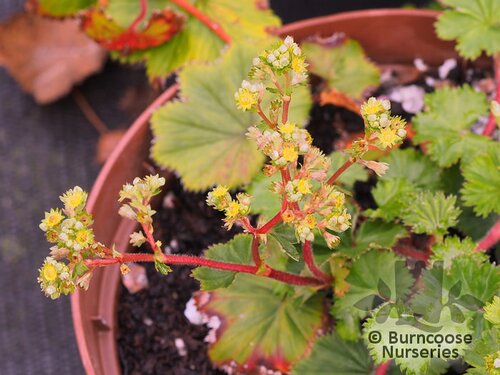 ALCHEMILLA pectinatus  