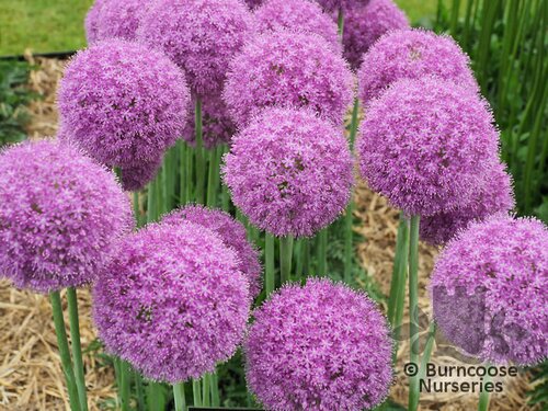 ALLIUM giganteum  