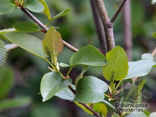 ALNUS cordata  