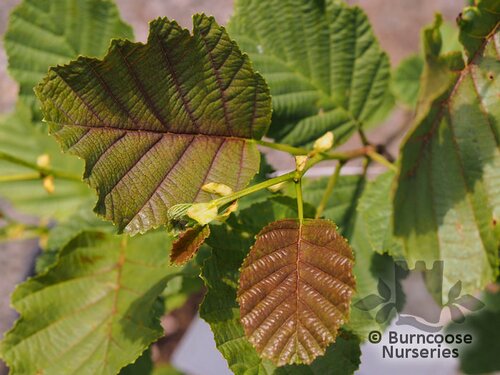 ALNUS incana  