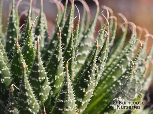ALOE aristata  