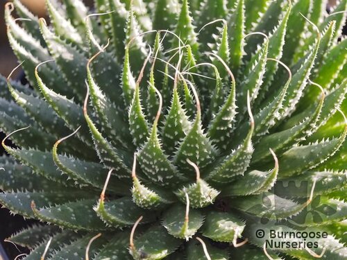 ALOE   