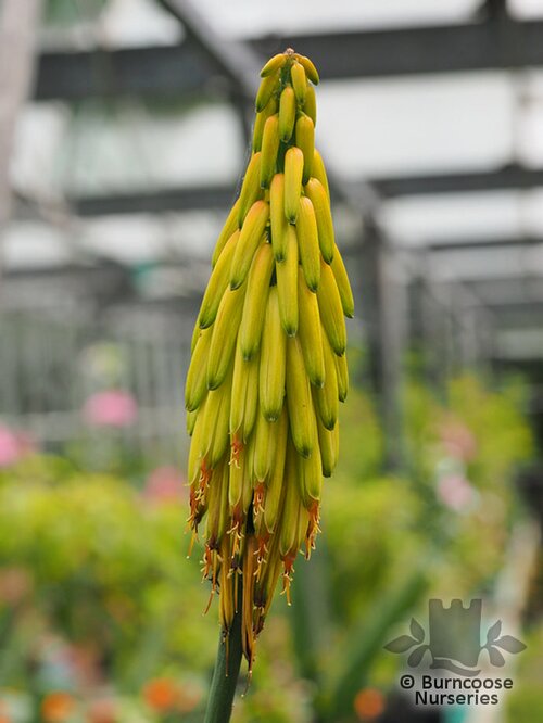 ALOE striatula  