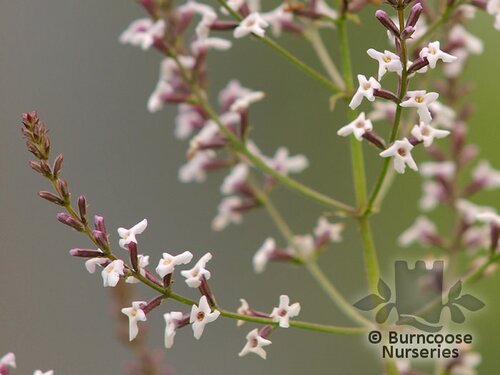 ALOYSIA   