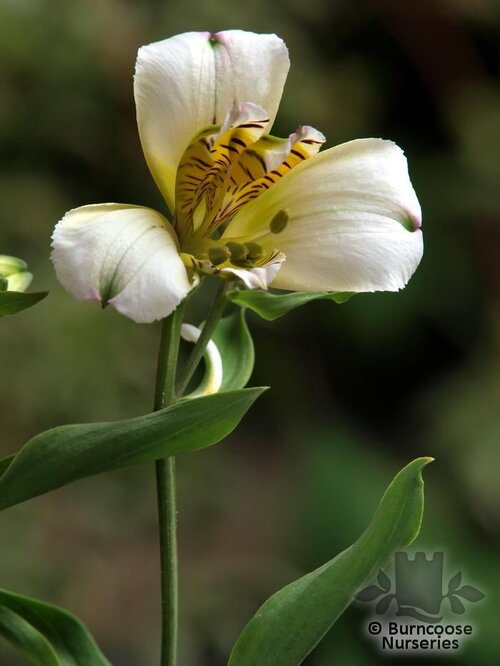 ALSTROEMERIA   