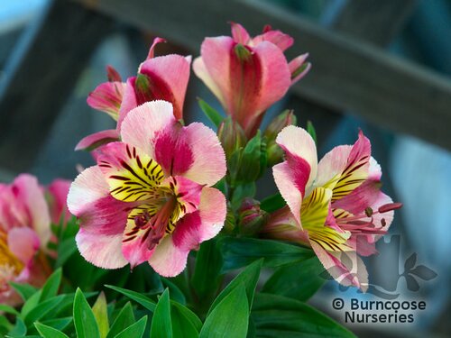 ALSTROEMERIA 'Princess Paola'  