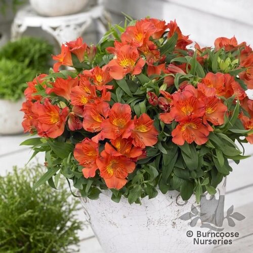 ALSTROEMERIA 'Princess Amina'  