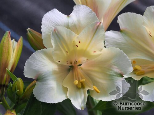 ALSTROEMERIA 'Princess Claire'  